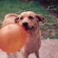 Aqui esta mi bb jugando con su globo anaranjado!!! bello!!!